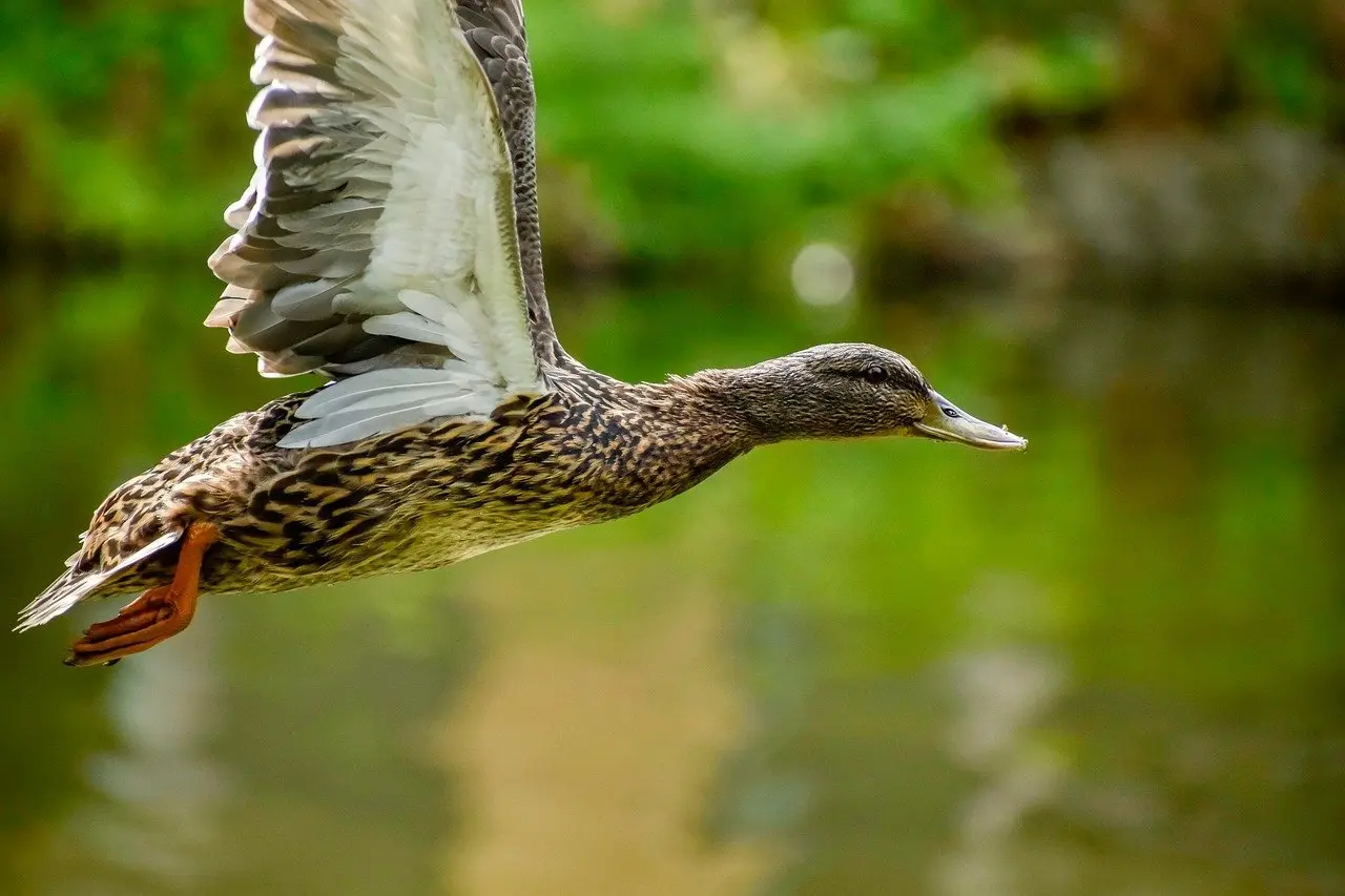 Kontrol Krydsord løsning