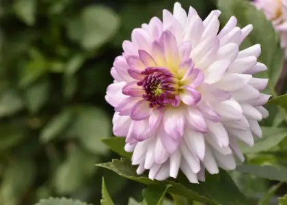 6 nemme vandreture i Monts d’Or med start fra Lyon