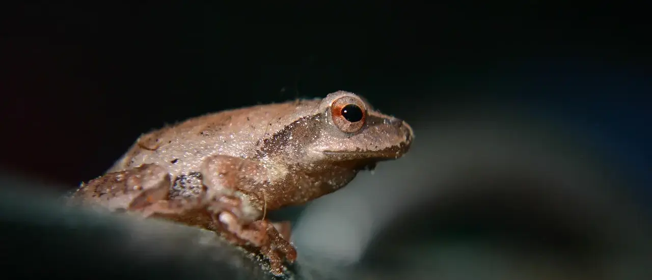 7 steder i Lyon med cuisses de grenouille på menuen