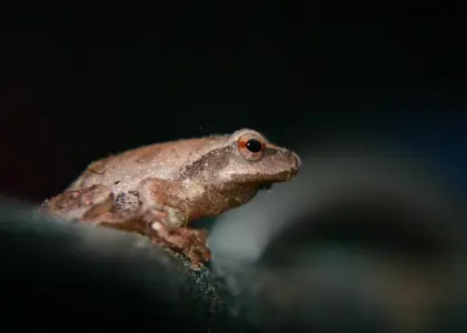 7 steder i Lyon med cuisses de grenouille på menuen