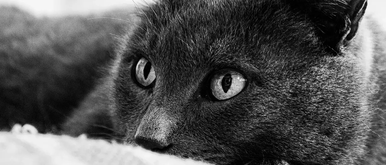 Hvem var Sébastien Gryphe i Lyons bogtrykkerhistorie?