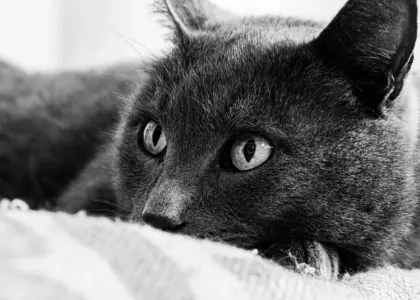 Hvem var Sébastien Gryphe i Lyons bogtrykkerhistorie?