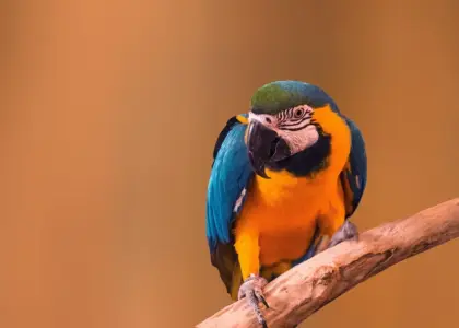 Hvilke dagsture fra Lyon egner sig til børn?