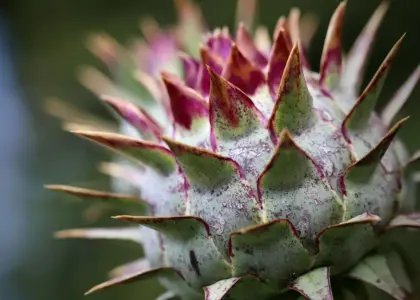 Hvor kan du spise cardons à la moelle i Lyon?