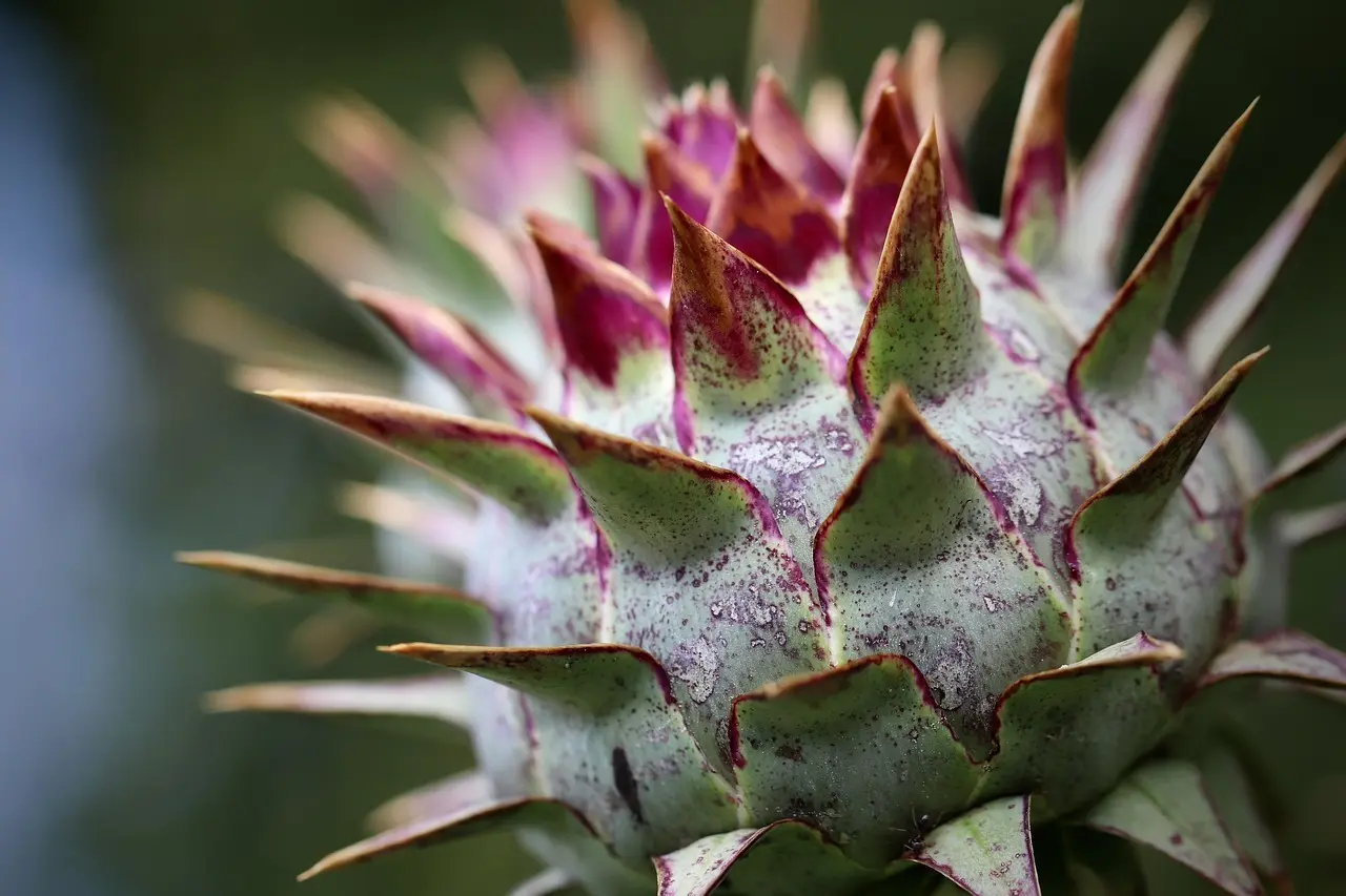 Hvor kan du spise cardons à la moelle i Lyon?