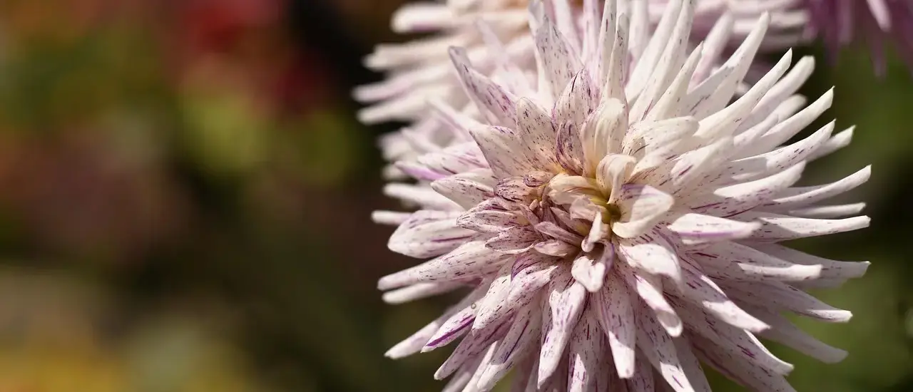 Kan man besøge Parc de la Tête d'Or gratis?