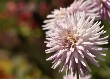 Kan man besøge Parc de la Tête d'Or gratis?