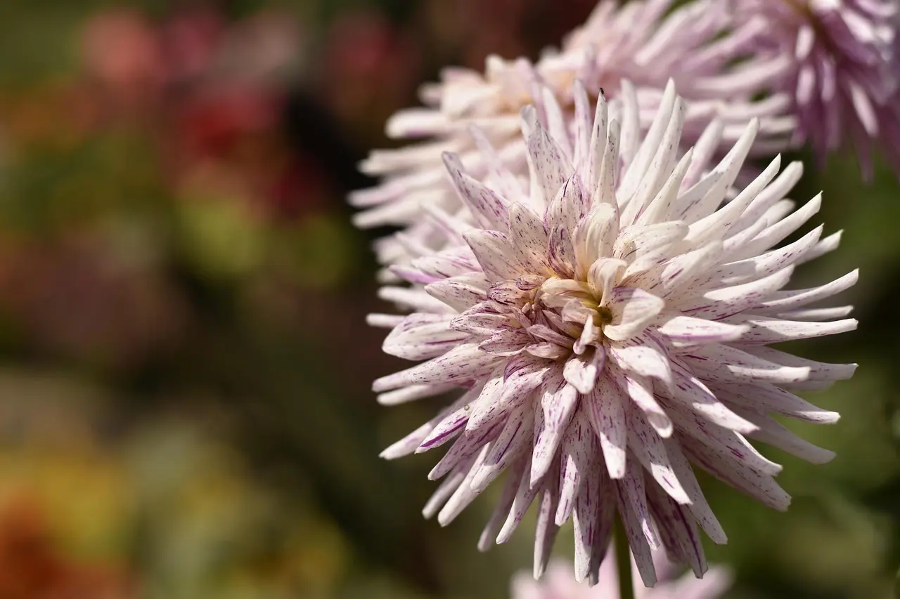 Kan man besøge Parc de la Tête d’Or gratis?