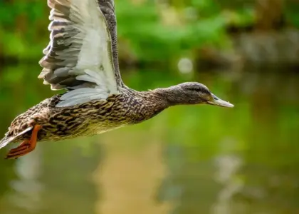 Kontrol Krydsord løsning