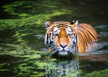 Medvirkende i Good Will Hunting