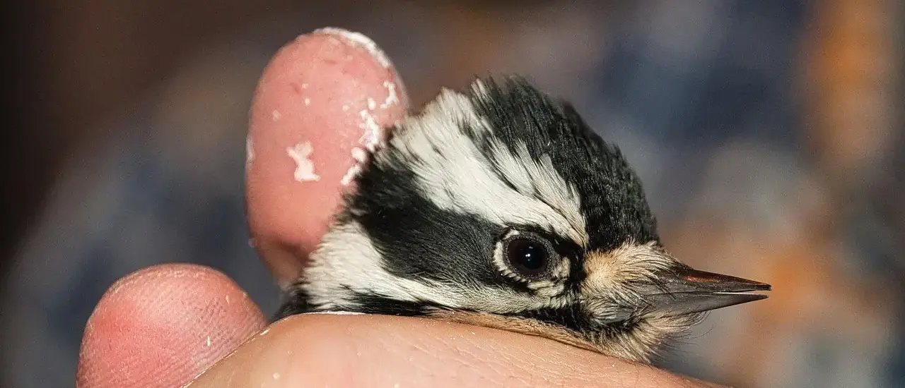 Medvirkende i Iron Man 2