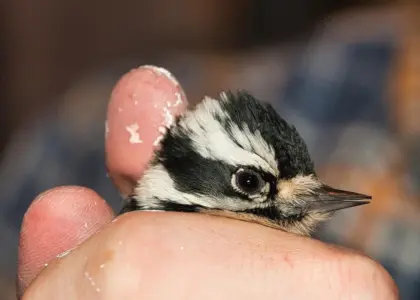 Medvirkende i Iron Man 2