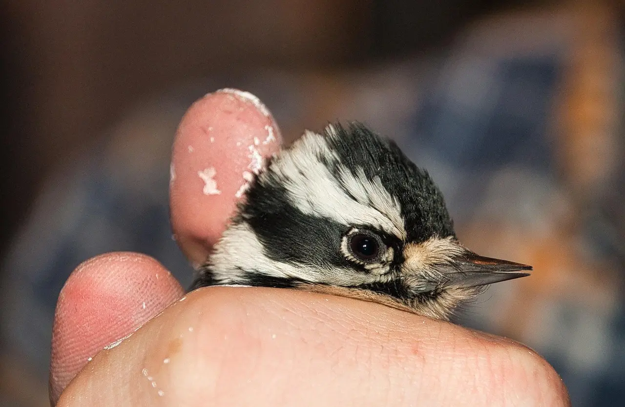 Medvirkende i Iron Man 2