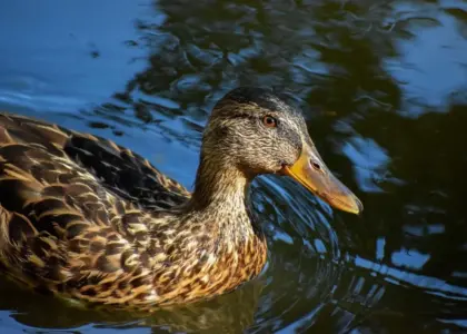 Ødelægger Krydsord Løsning
