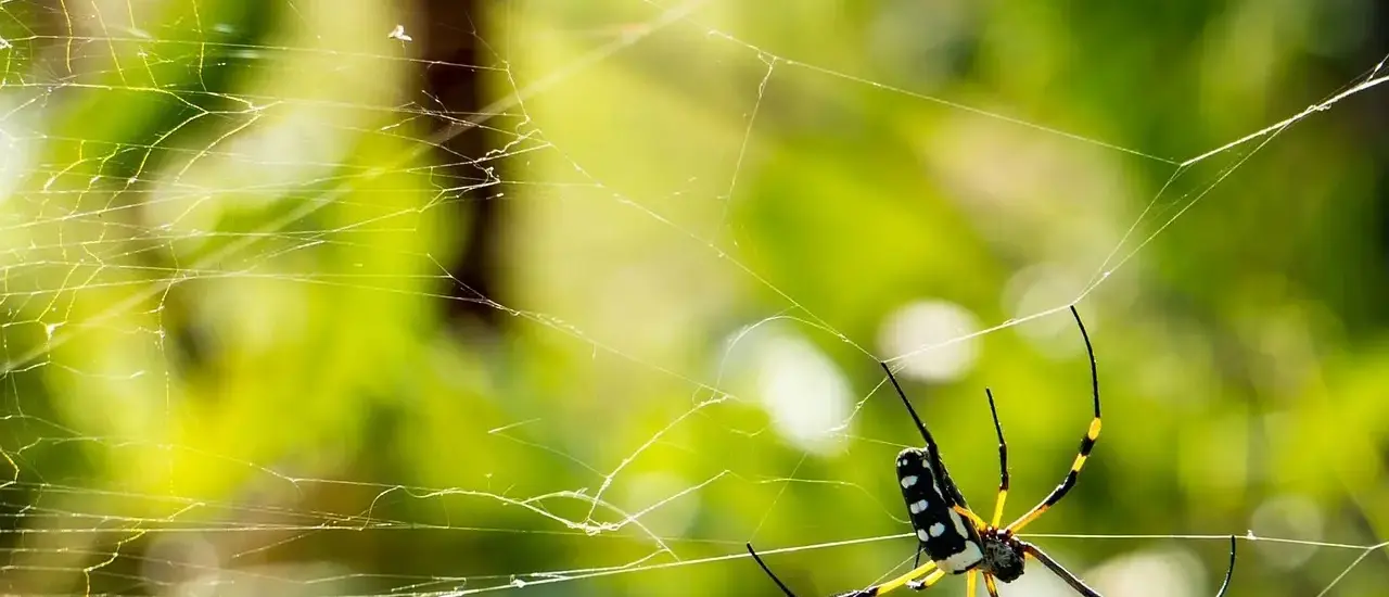 Sådan forstår du canutternes silkehistorie i Croix-Rousse