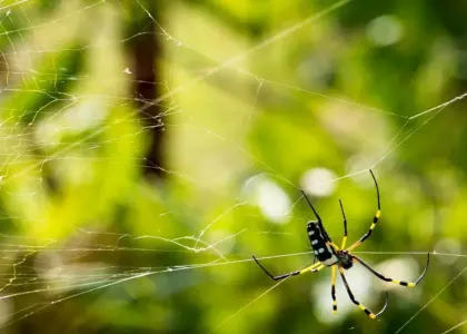 Sådan forstår du canutternes silkehistorie i Croix-Rousse