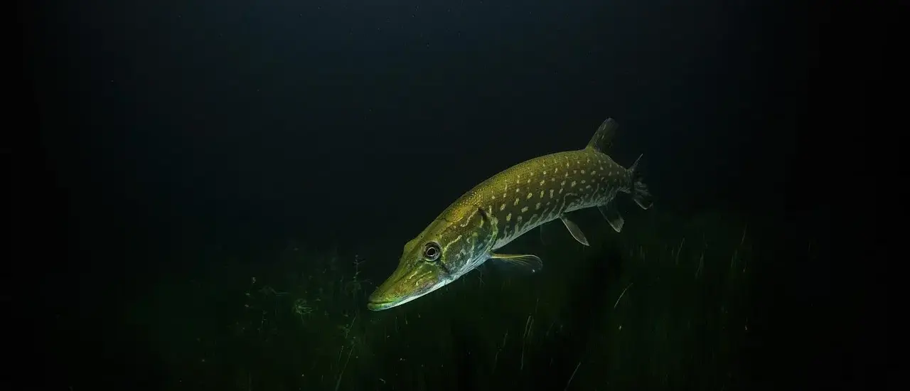 Sådan laver du sauce Nantua - ligesom i Lyon