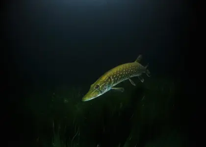 Sådan laver du sauce Nantua - ligesom i Lyon