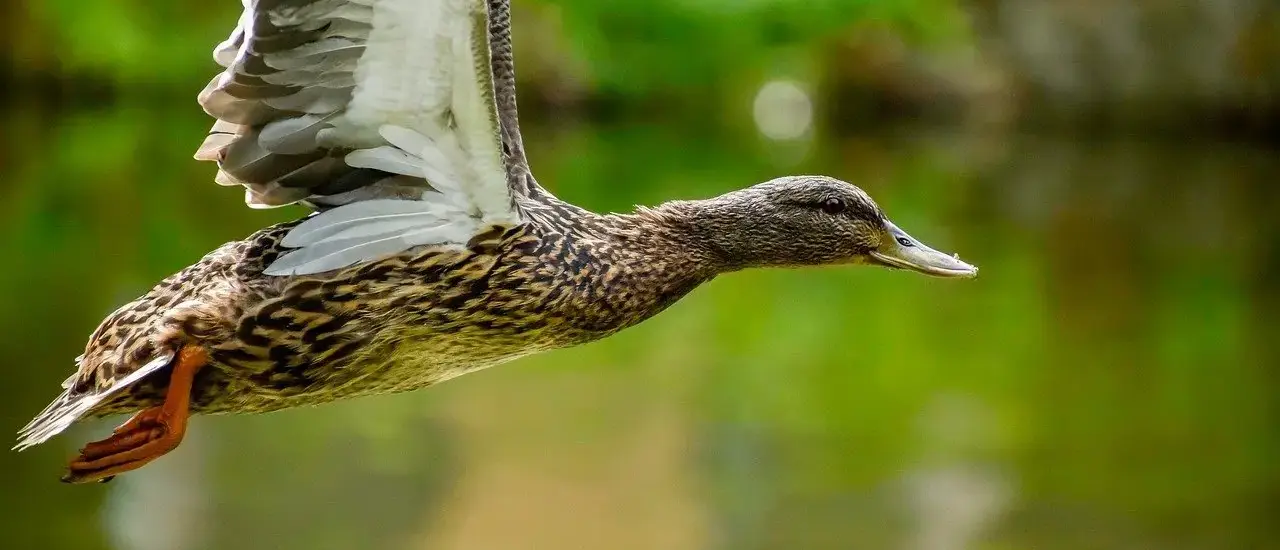 Slægtning i Krydsord Guide